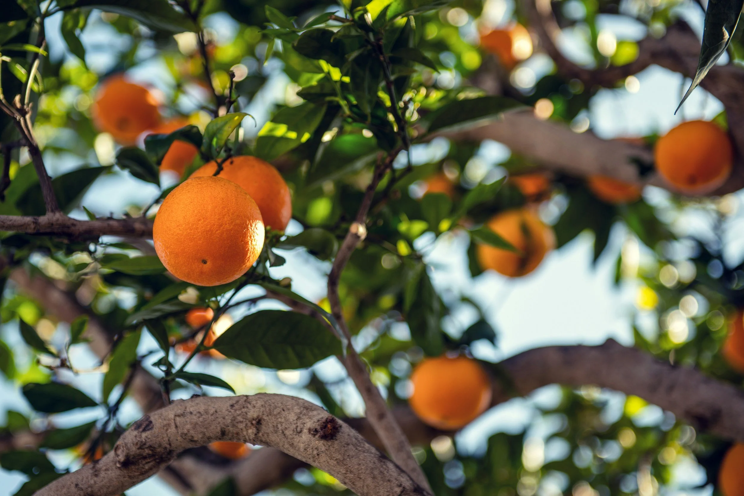 Orange fruits growing on a tree with green leaves and branches.
