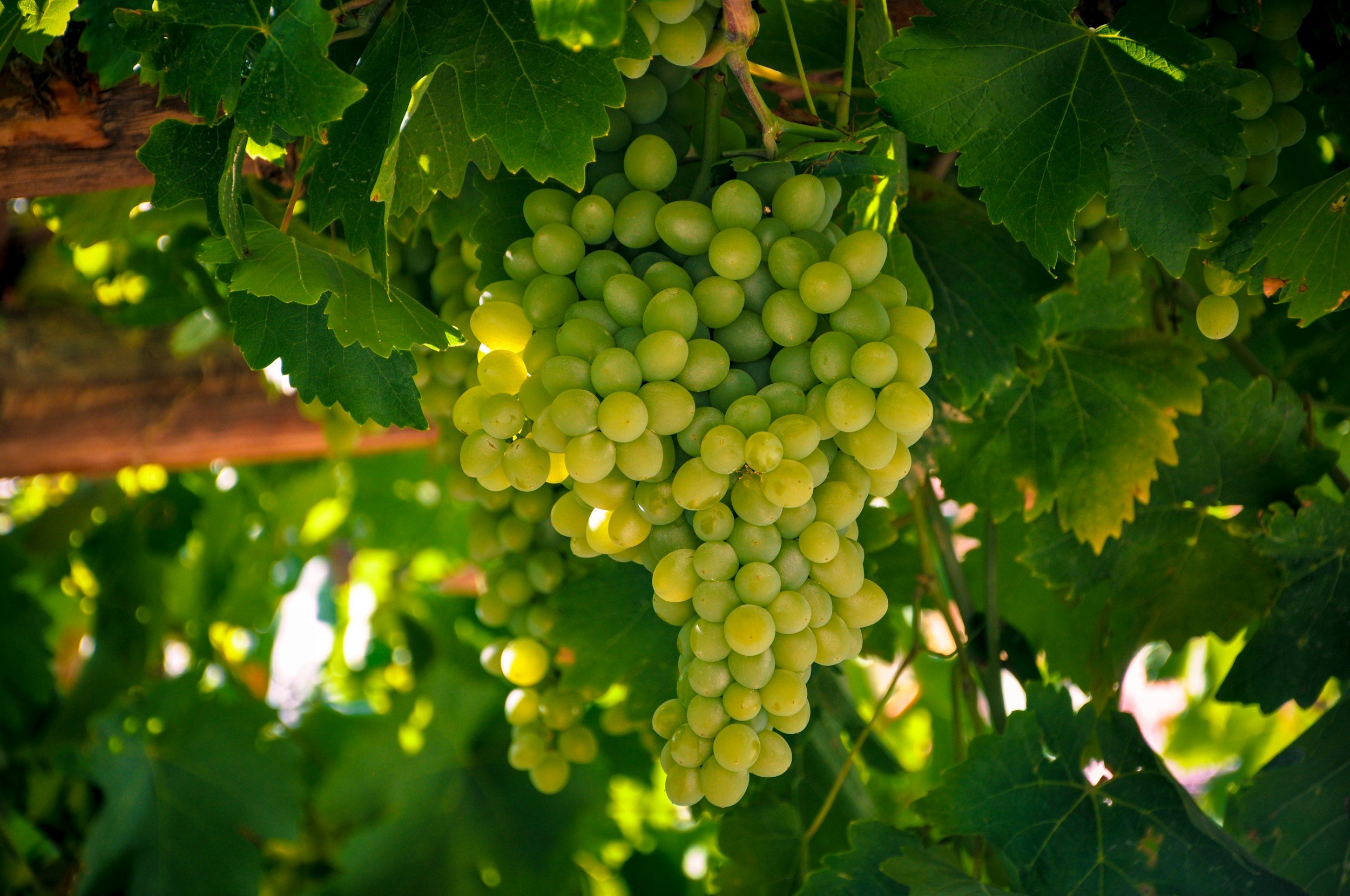 A bunch of green grapes hanging from a grapevine with green leaves.