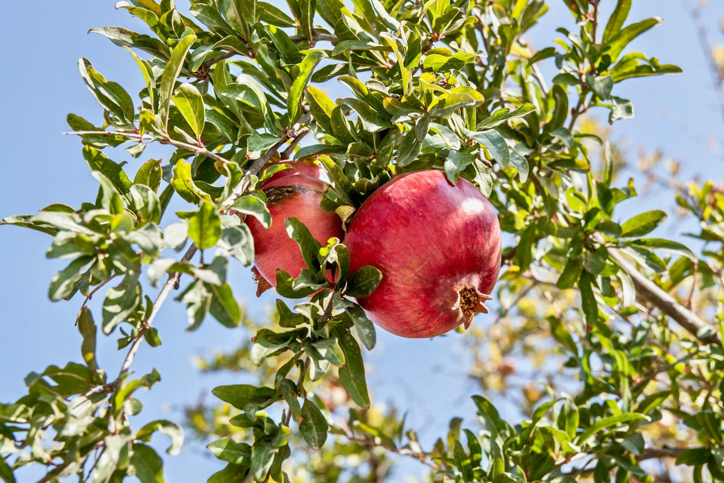 Two ripe pomegranates growing on a tree amidst green leaves and a clear blue sky.