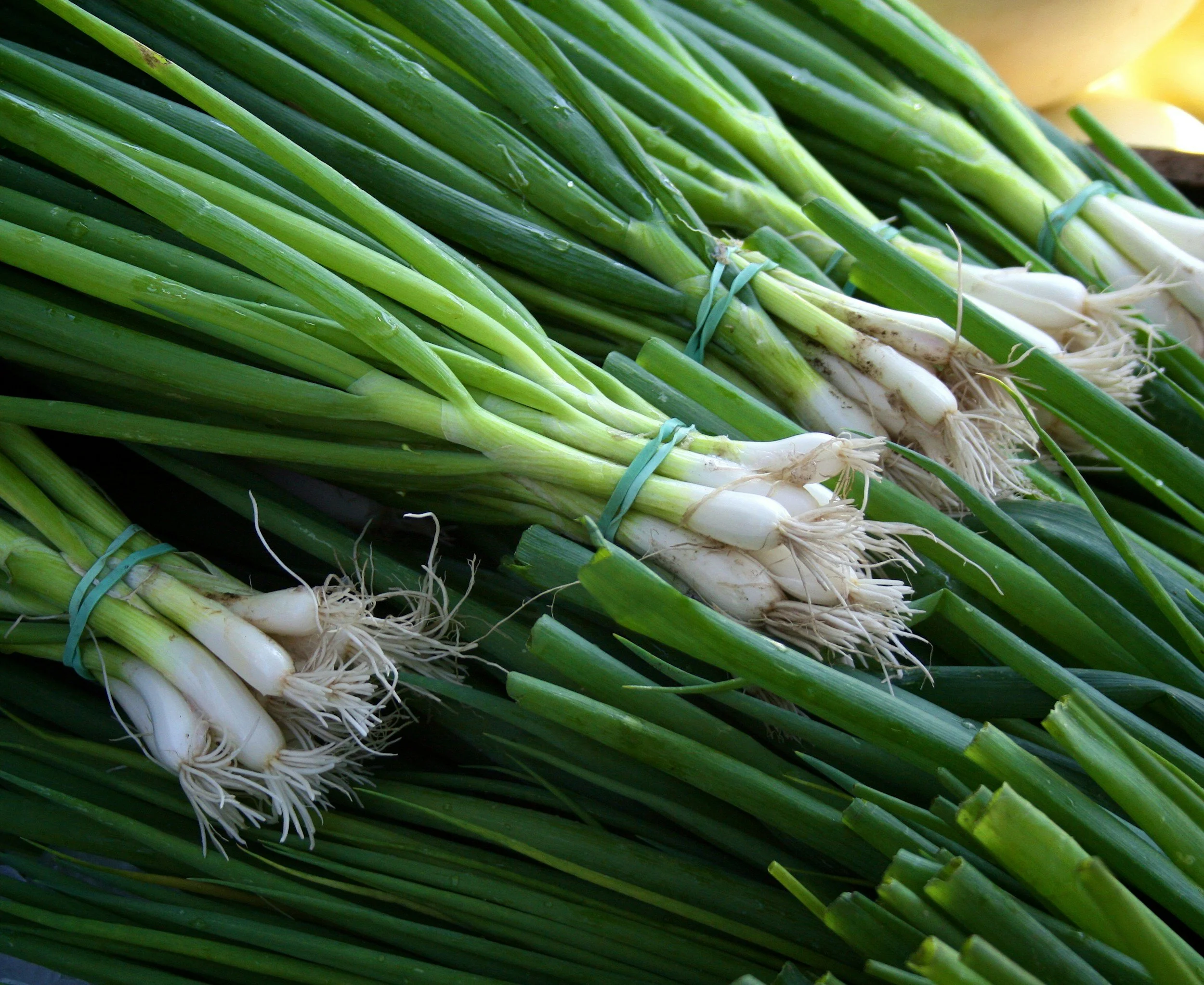 Close-up of bunches of fresh green onions with white roots, bundled with rubber bands.