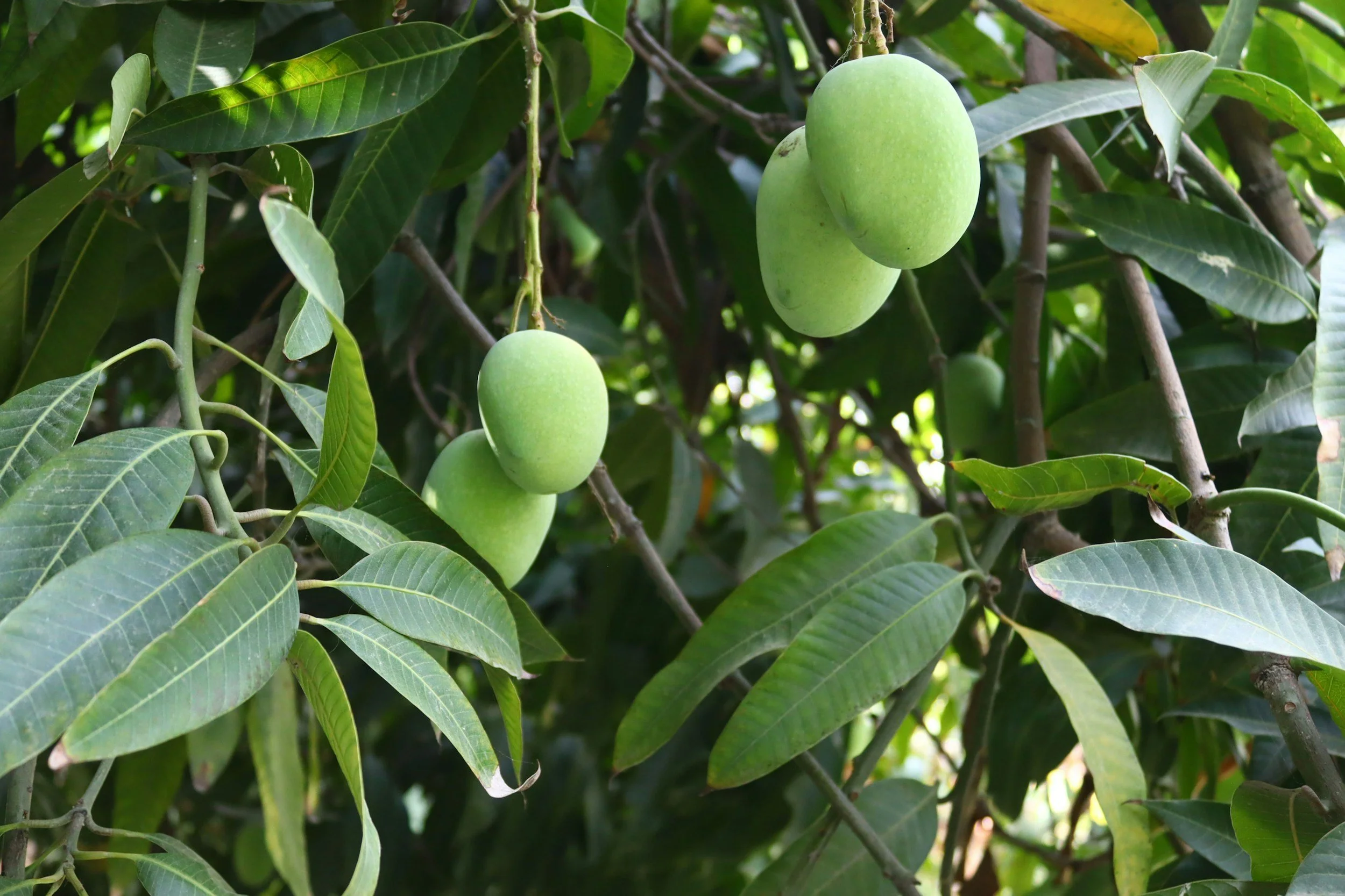 Green mangoes hanging from a branch on a mango tree surrounded by green leaves.