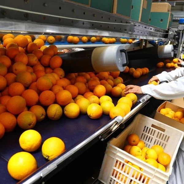 A worker sorts yellow and orange fruits, possibly mandarins or oranges, on a conveyor belt in a fruit packing facility.