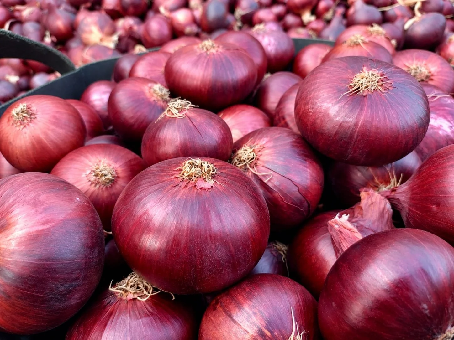 A large pile of red onions with dried roots on top, displayed in black containers.