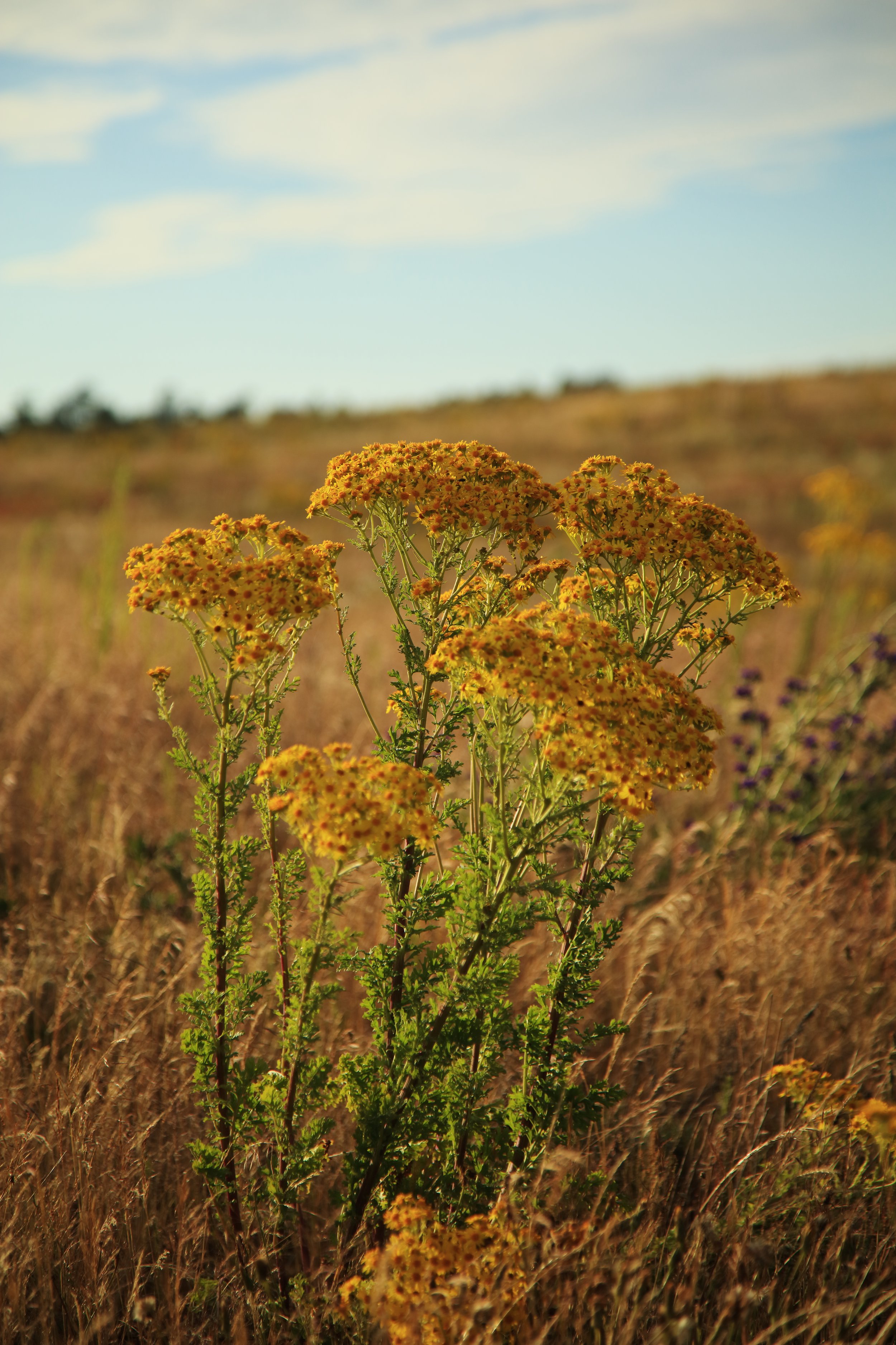 Gulspraglede blomster i en mark under blå himmel med spredte skyer.