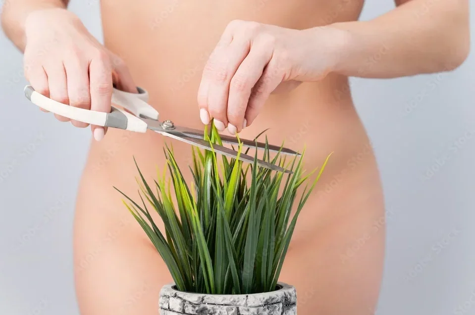 Person is trimming a potted green plant with scissors.