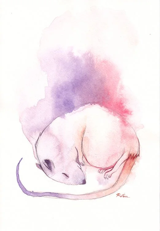 Watercolor painting of a sleeping rat curled up.