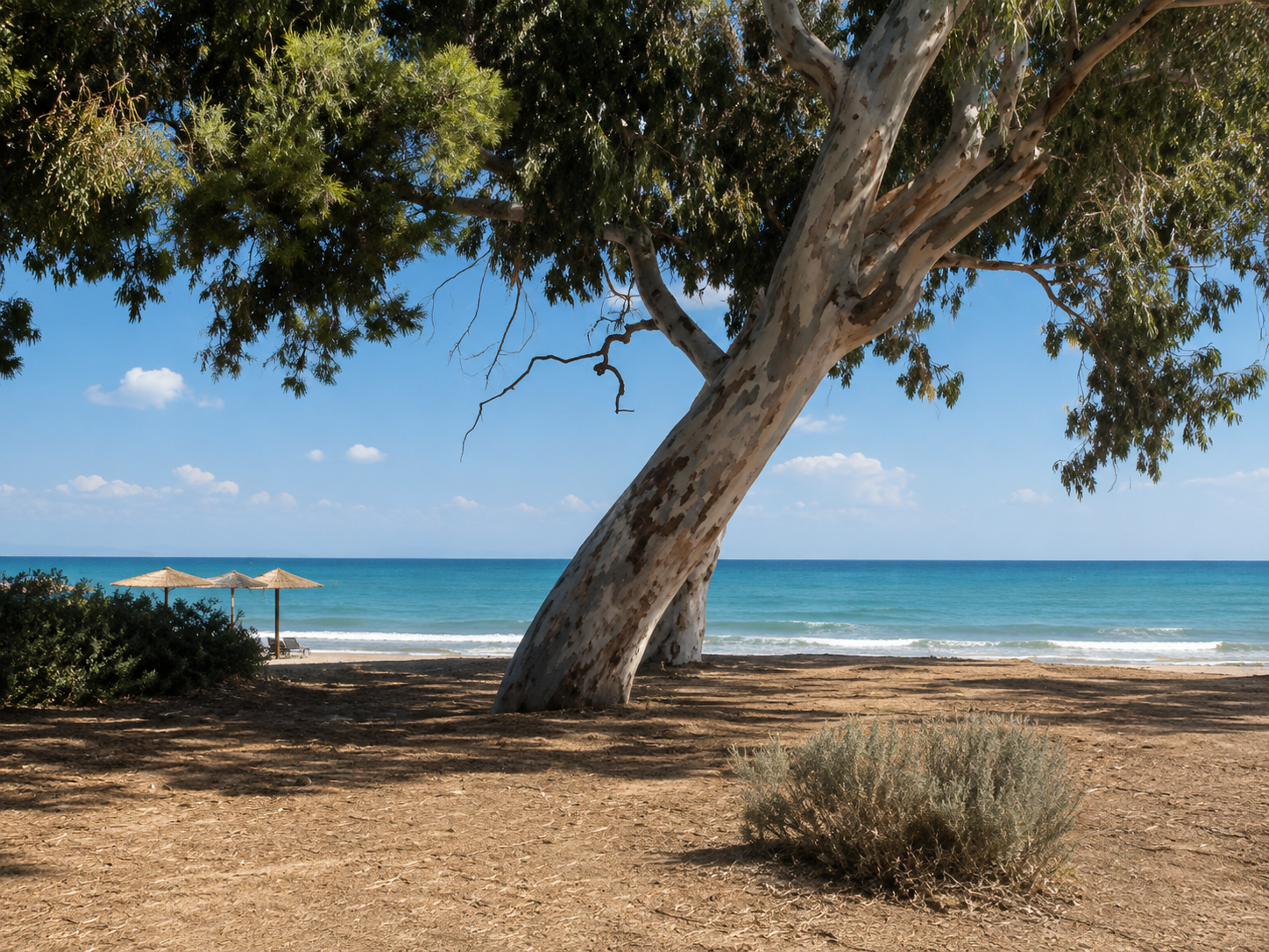 A leaning eucalyptus tree overlooking a peaceful beach, with two parasols beside the sea, creating a quiet place for rest and reflection.