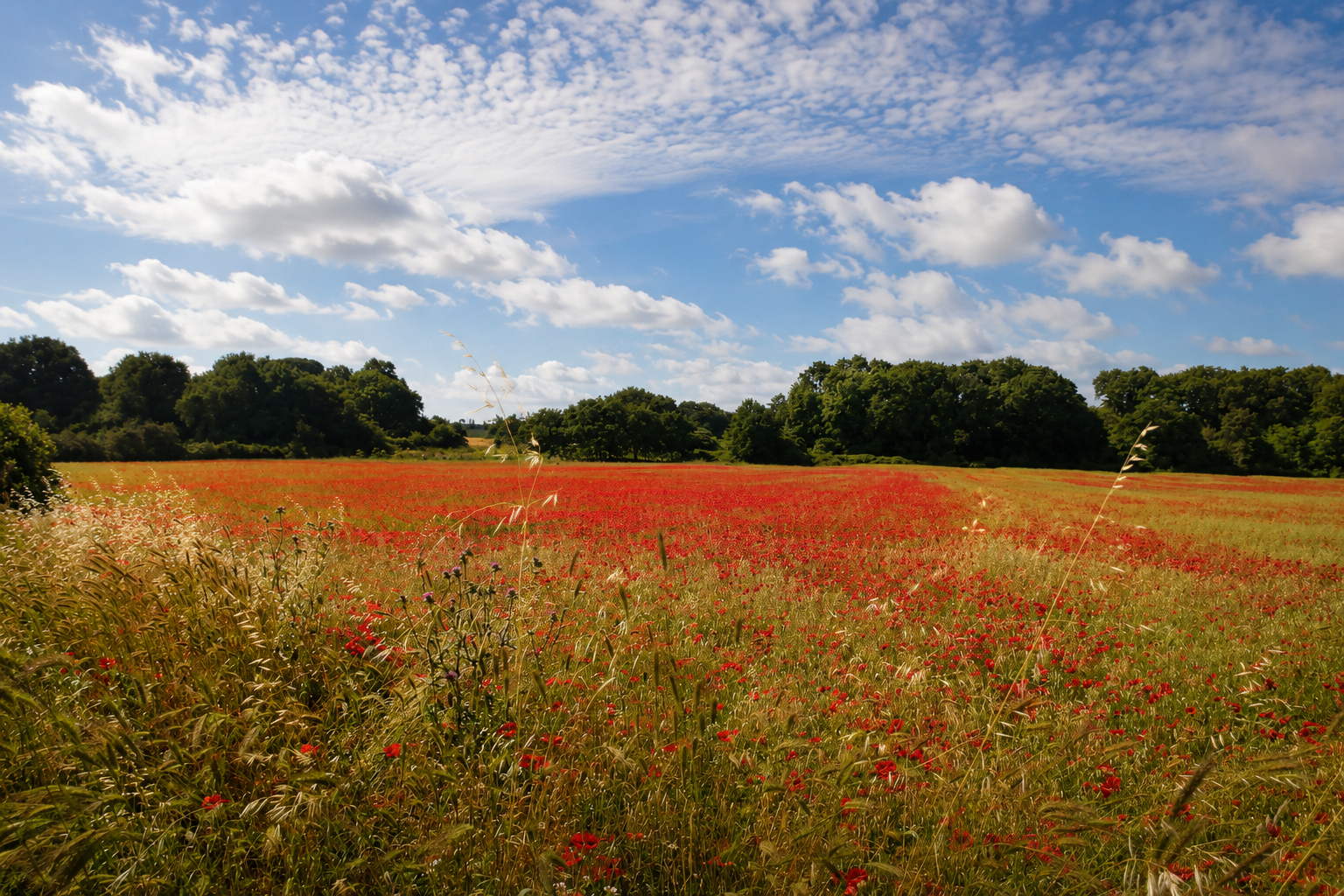 A wild poppy meadow filled with vibrant red flowers, framed by tall grasses, mature trees and an open blue sky.