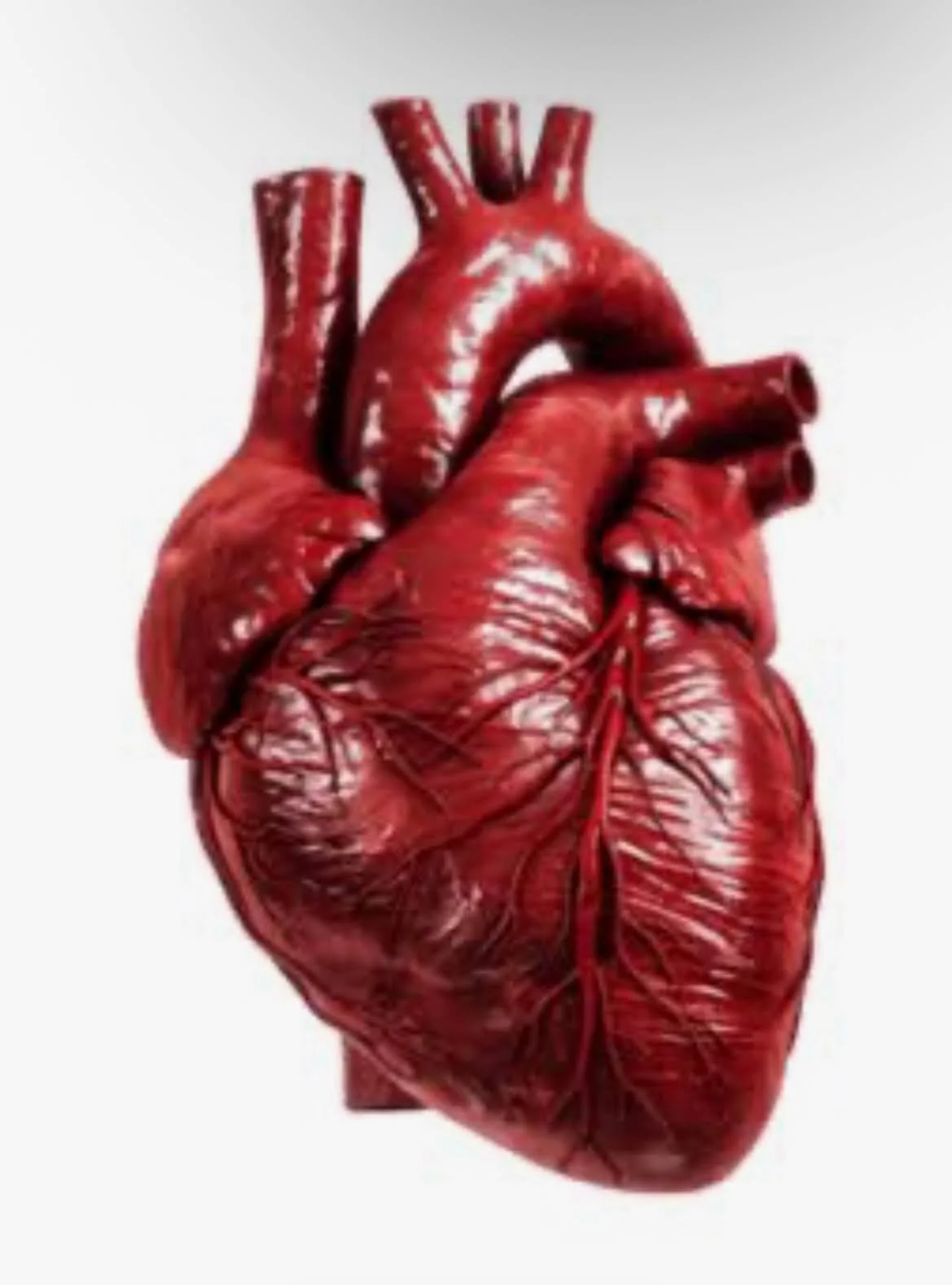 One of the many heart reference photos