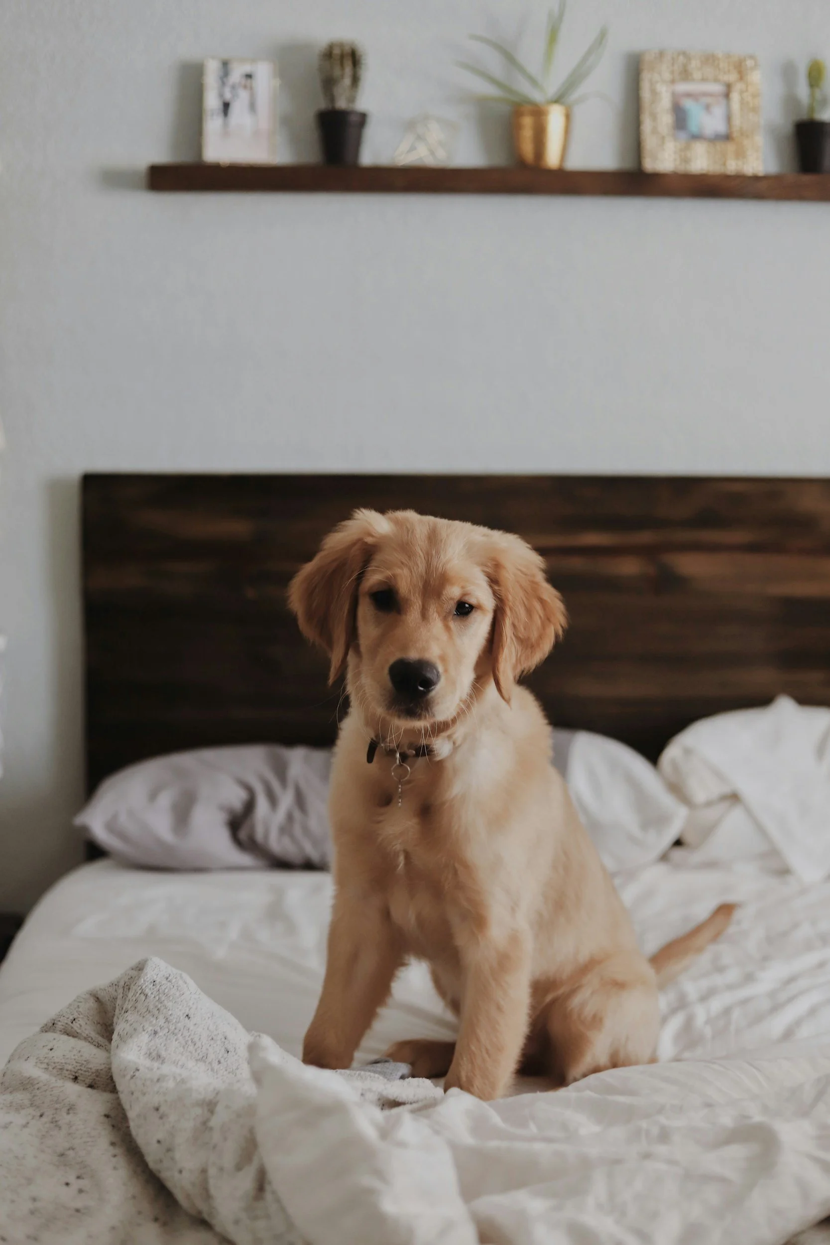 A golden retriever puppy sitting on a bed with white sheets and pillows, in a bedroom with a wooden headboard and a dark wood shelf with decorative items and framed photos.