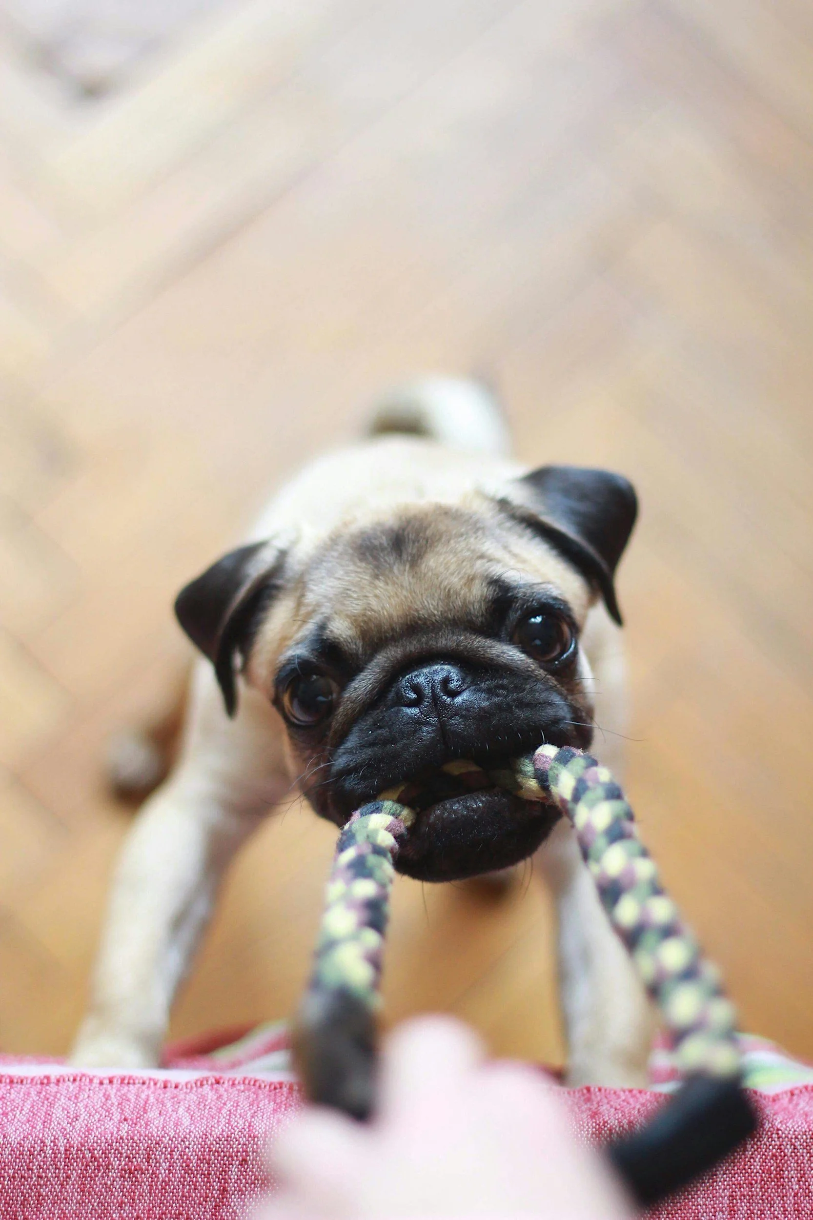 Close-up of a fawn-colored pug puppy with a black face and large eyes, holding a colorful rope toy in its mouth, indoors on a wooden floor.