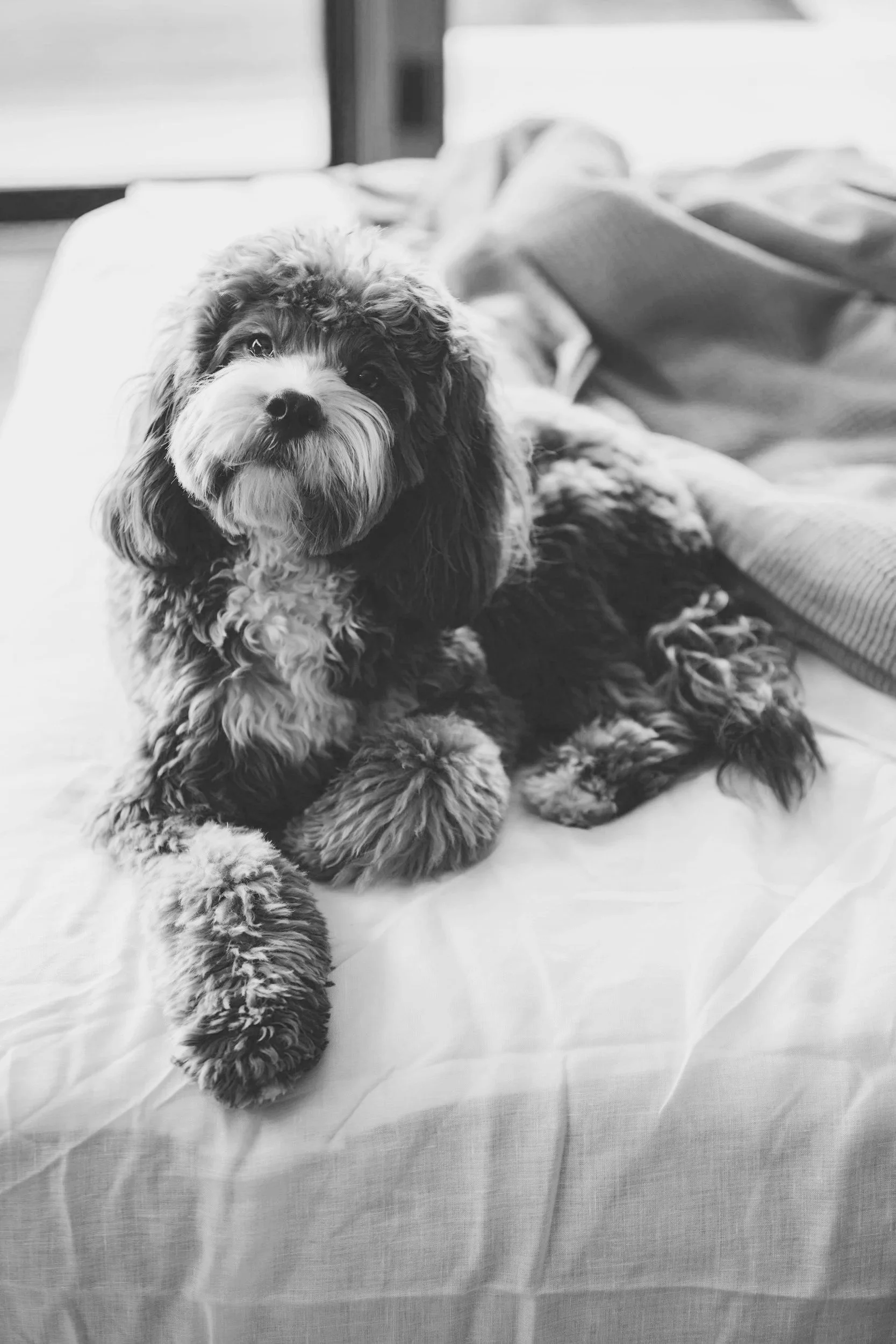 Black and white photo of a cute, curly-haired dog lying on a bed, looking at the camera.