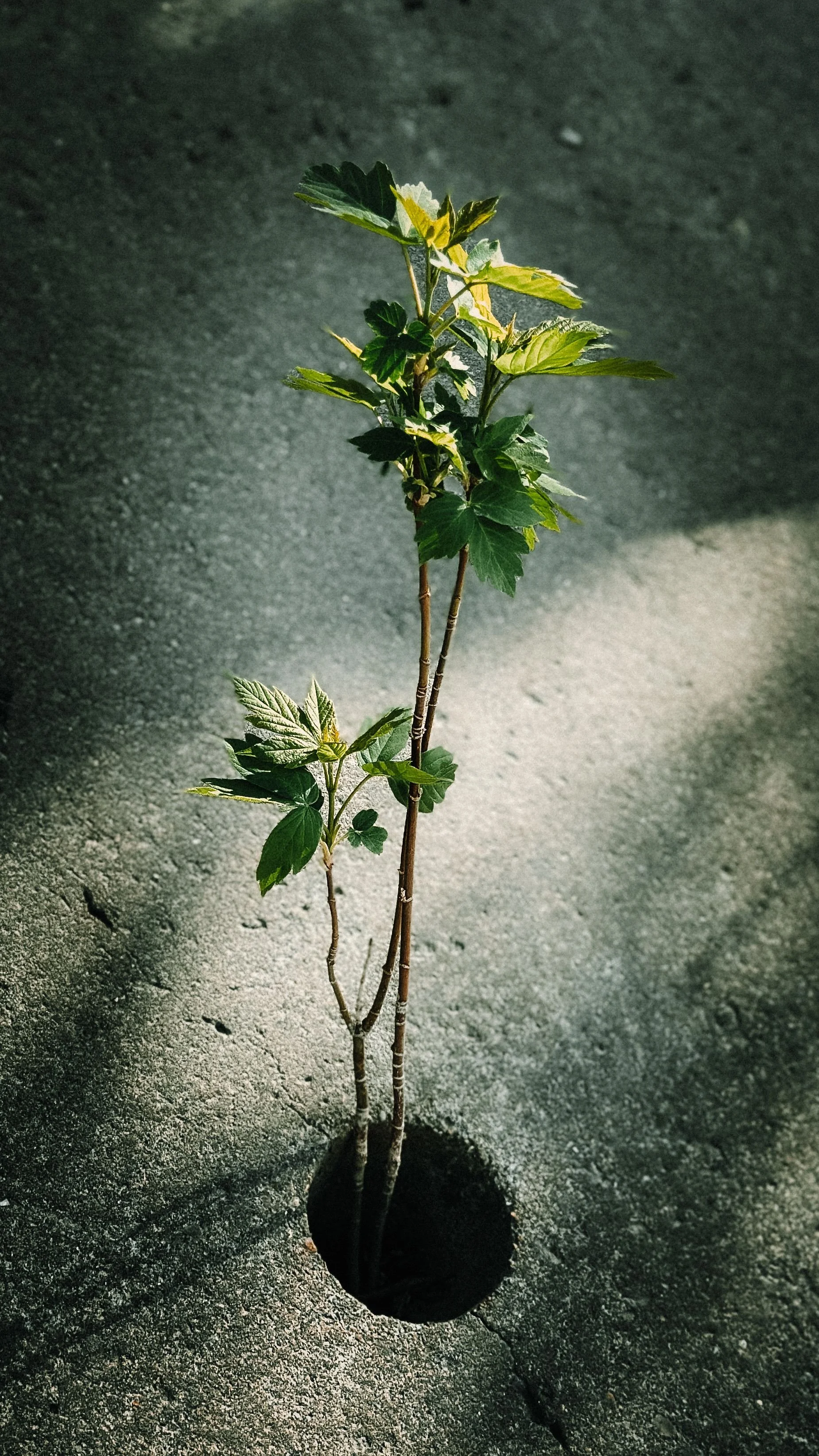 Jeune plant de cassis avec des feuilles vertes, planté dans un trou dans le sol en béton.