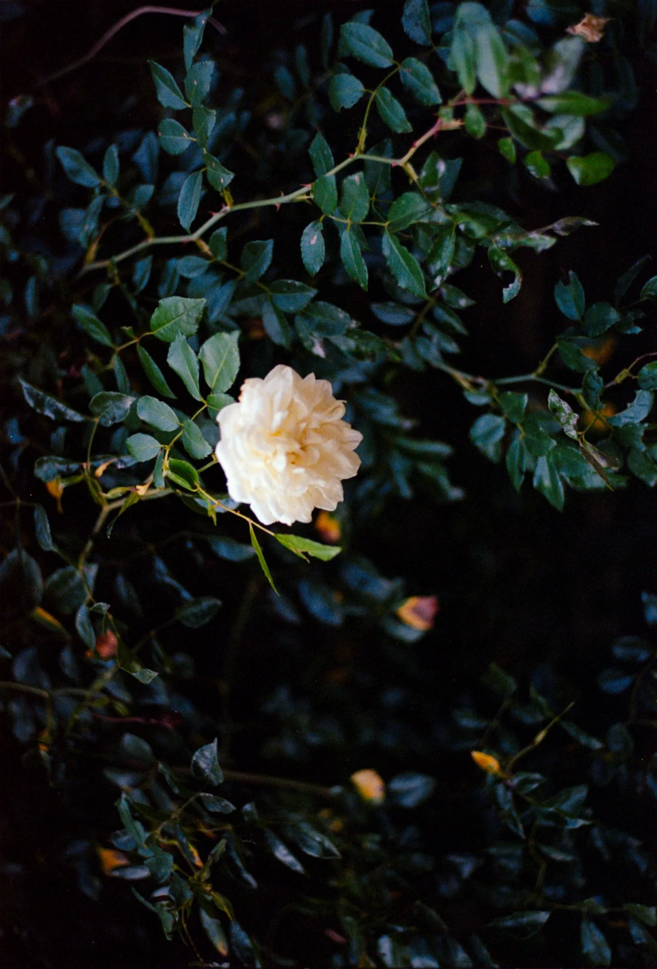 Rose blanche en argentique