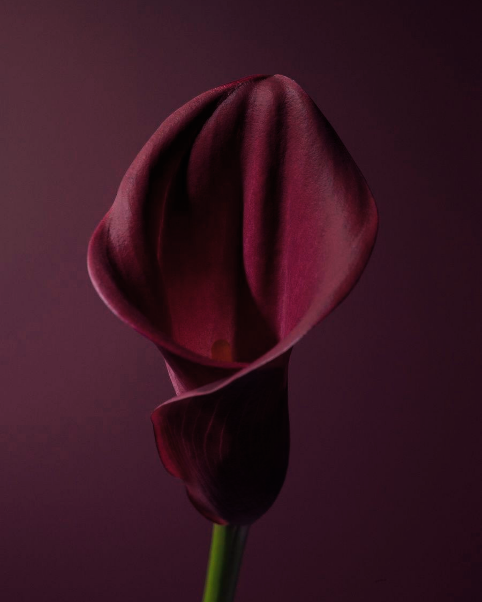 A dark purple flower with a green stem against a dark purple background.