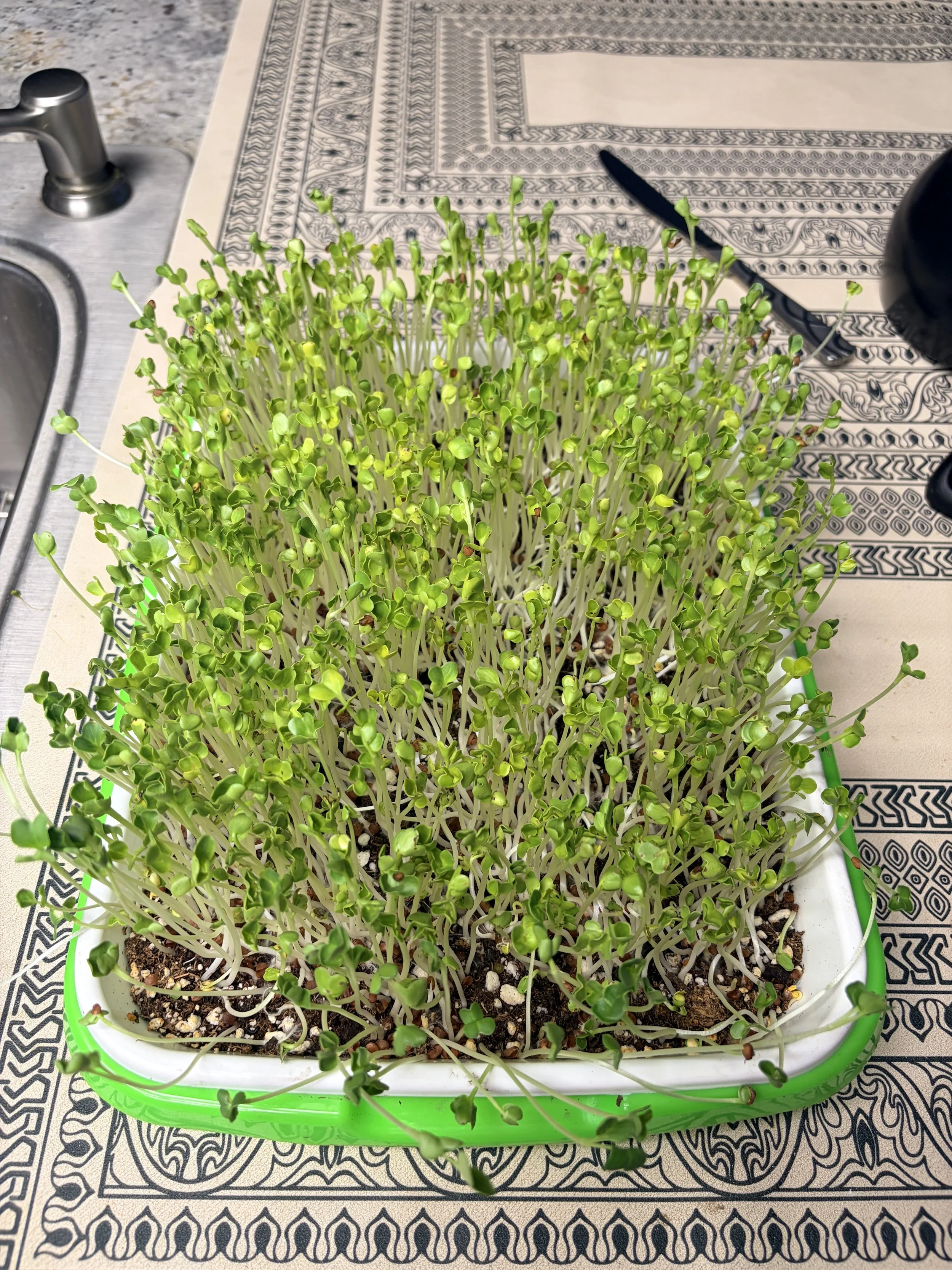Microgreen Tray