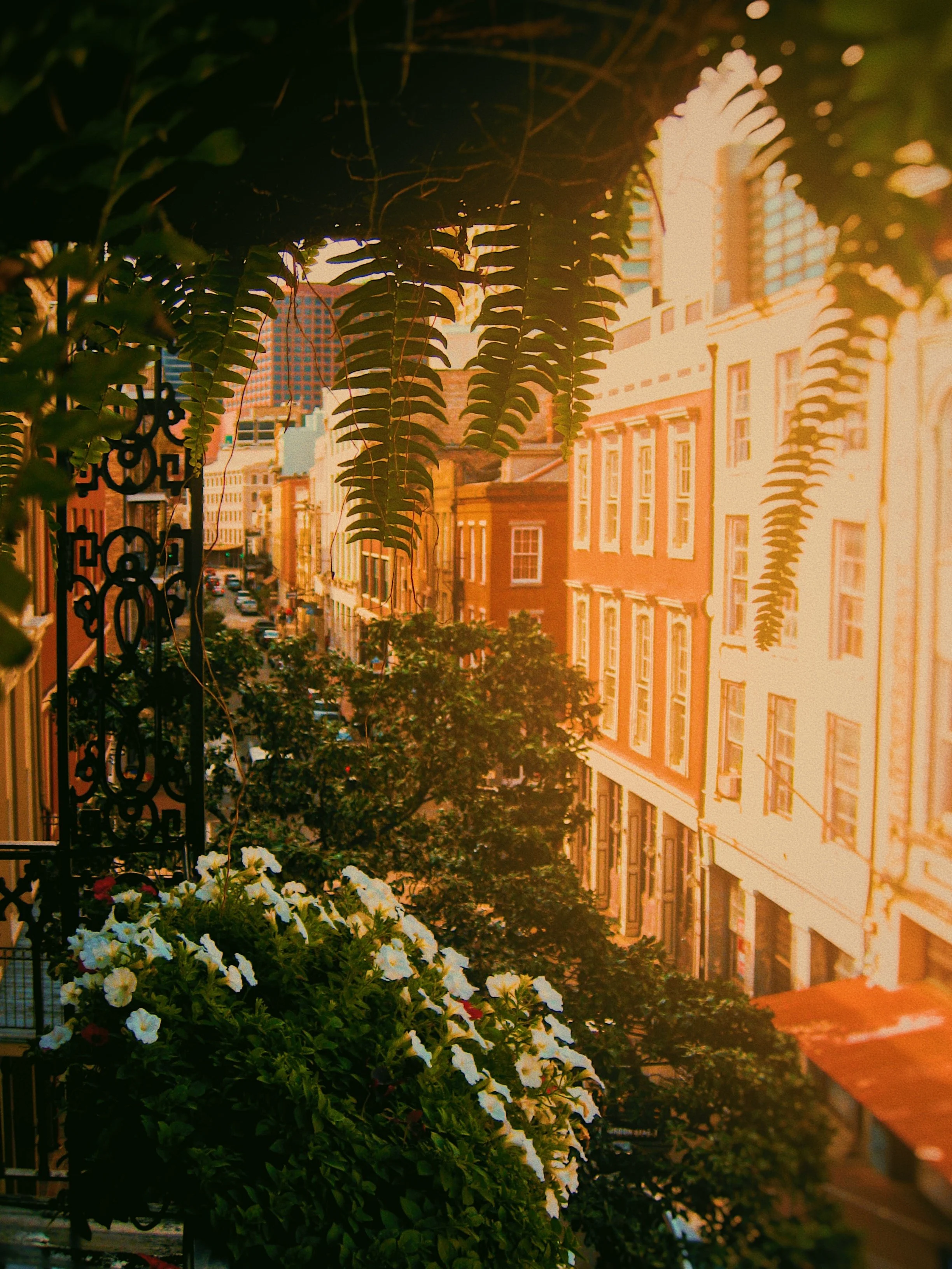 The photo shows a city street view at sunset, with a foreground of lush green plants and white flowers on a balcony. In the background, there are colorful historic buildings and tall modern skyscrapers, illuminated by the warm glow of the setting sun.