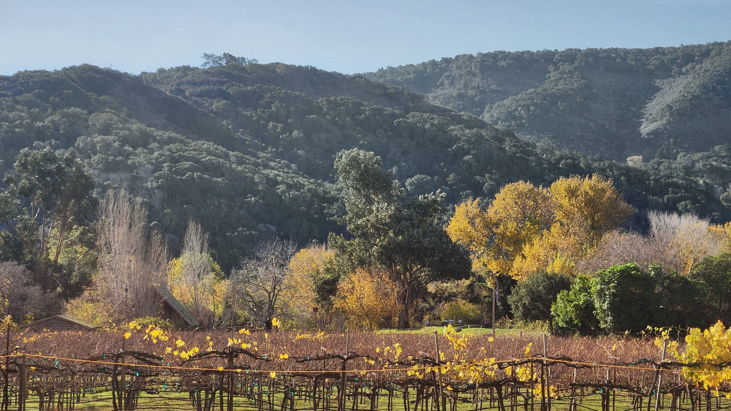 carmel-winery-image-02.jpg