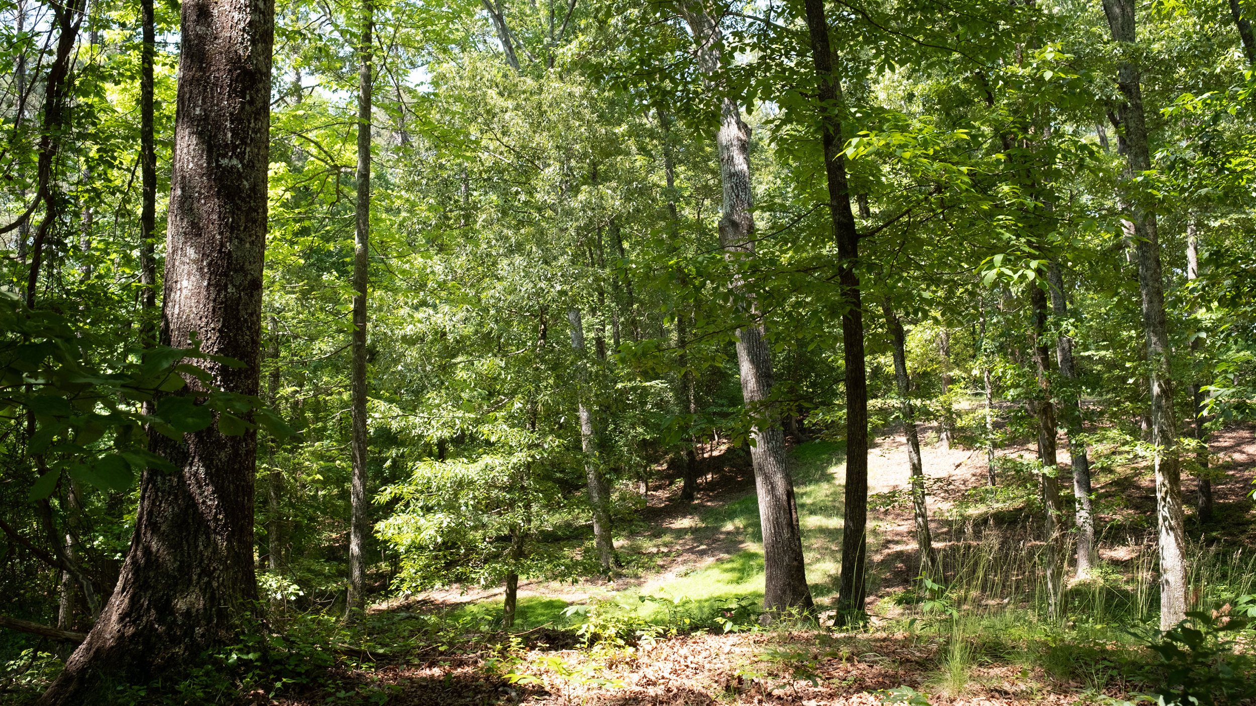 paceroad-cabin-image-03.jpg
