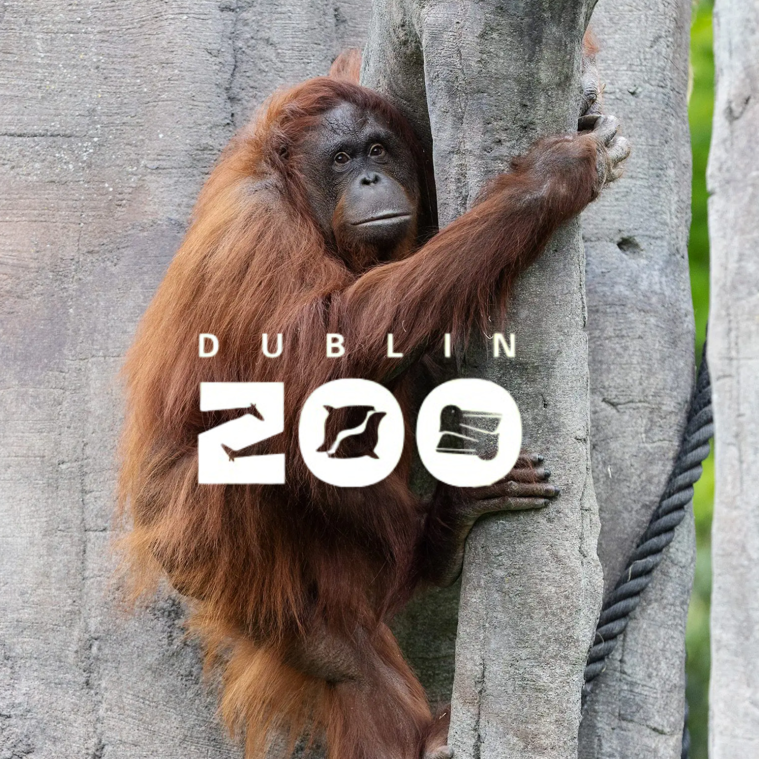 Dublin Zoo