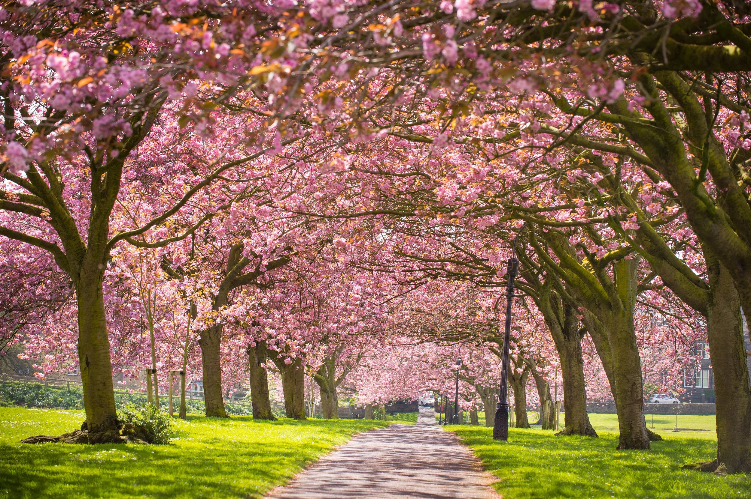 A park pathway flanked by blooming pink cherry blossom trees with green grass and lampposts along the walkway.