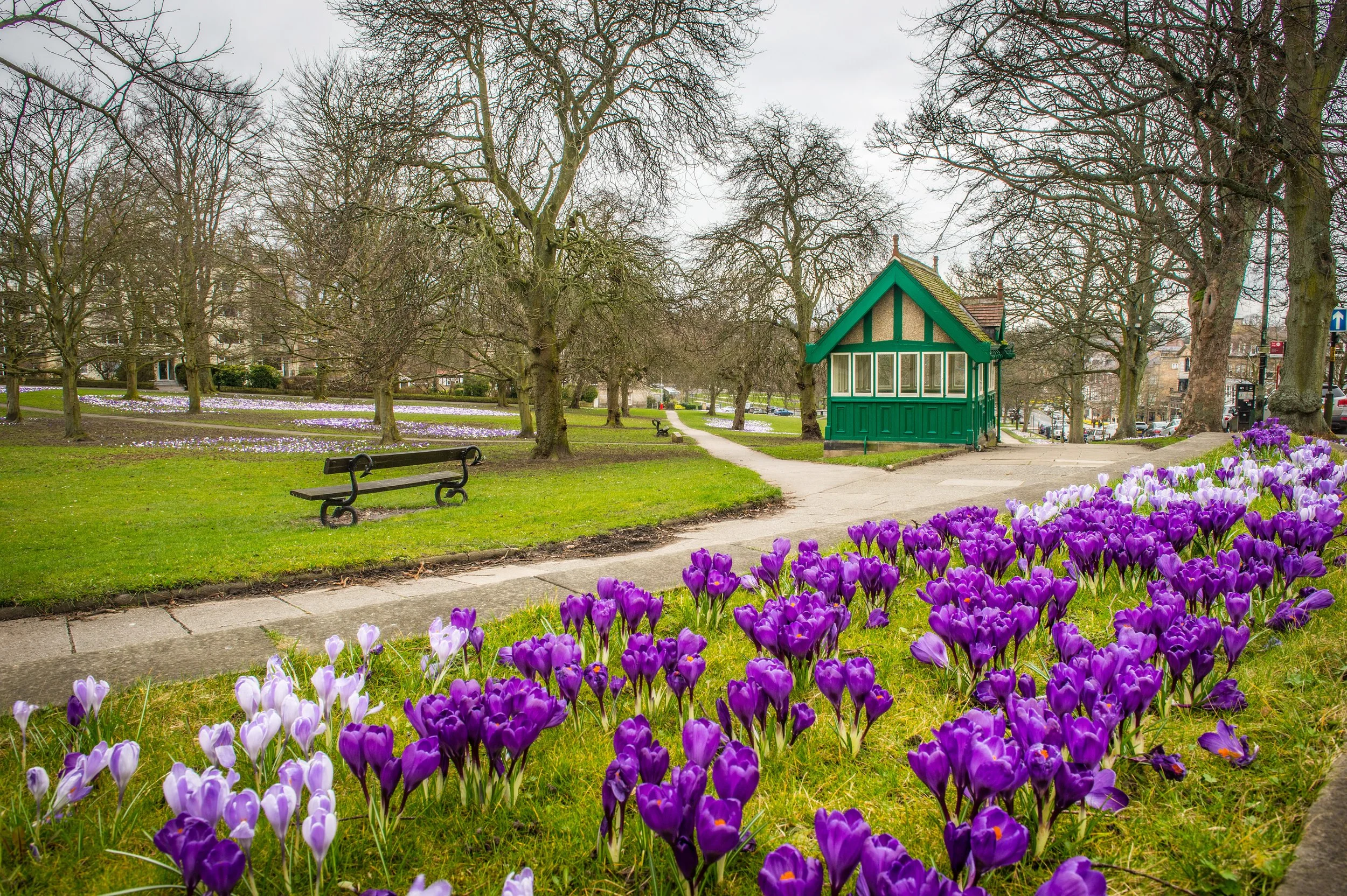 A park with purple and white crocus flowers in bloom, leafless trees, a small green and beige building, benches, and a sidewalk on a cloudy day.