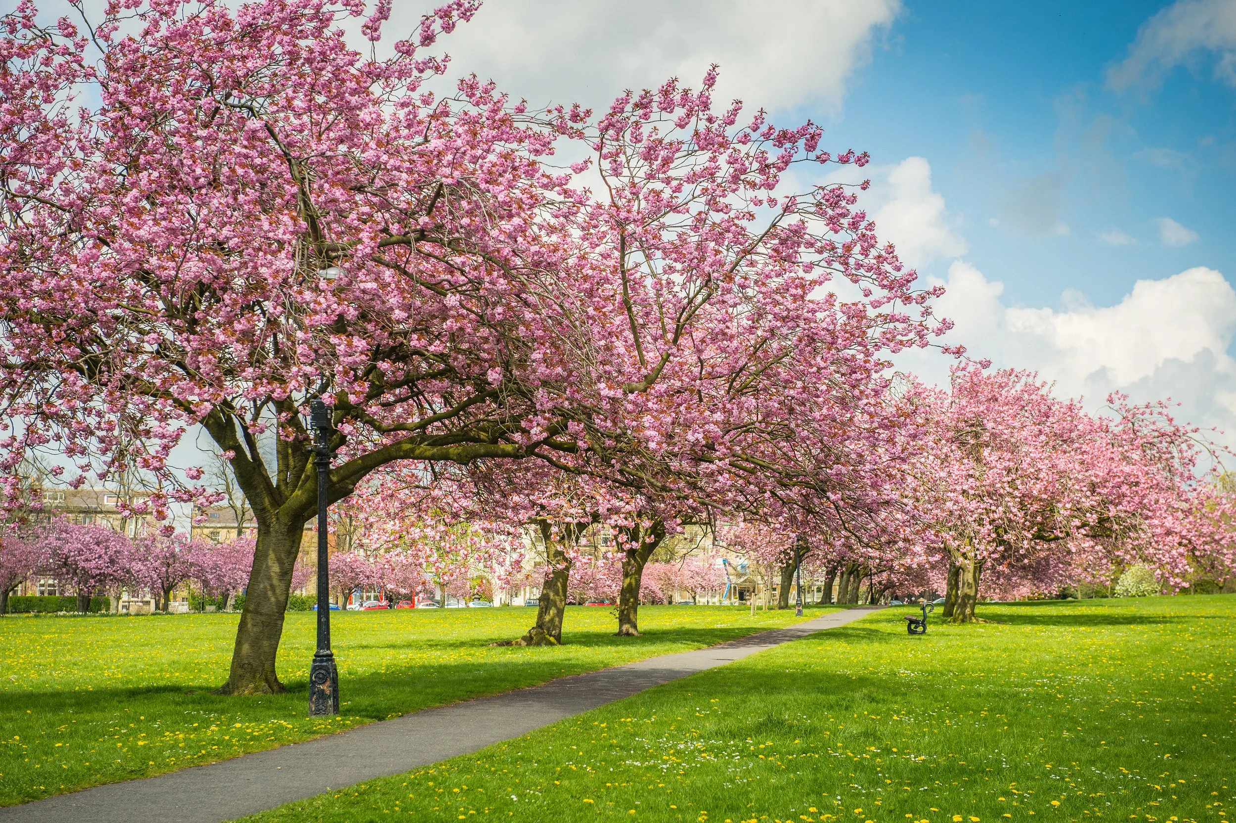 Park with pink blossoming trees, a sidewalk, green grass, and a bench, under a partly cloudy sky.
