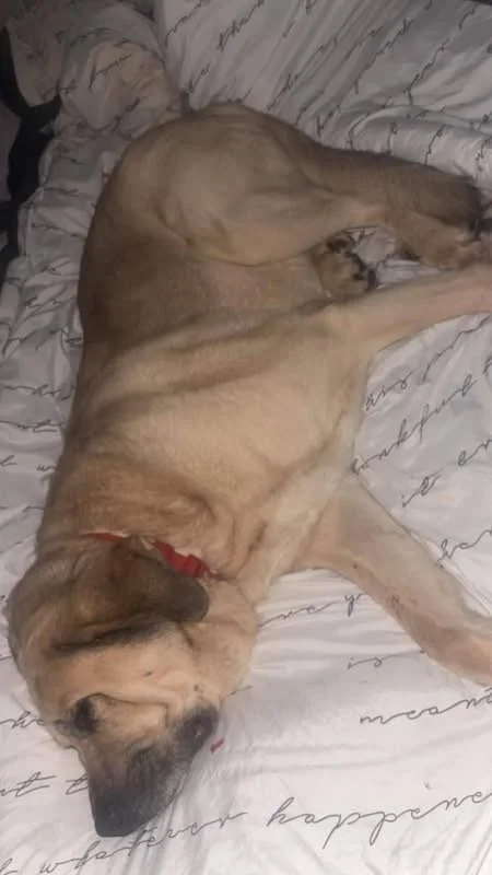 Orlando-Adopt a male Spanish Mastin, Scotland, UK
