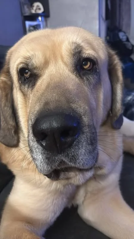 Orlando-Adopt a male Spanish Mastin, Scotland, UK