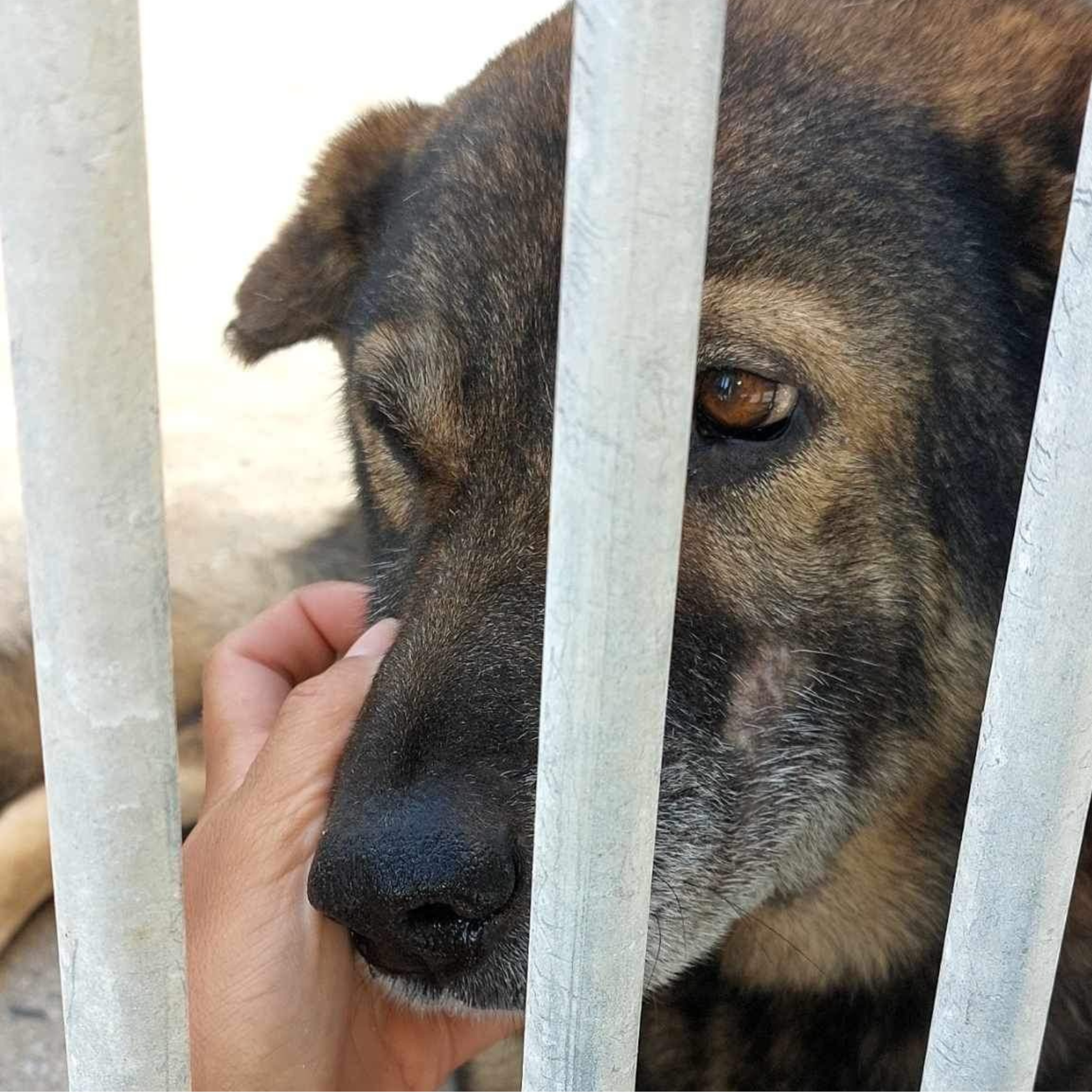 Photo of Buddy, Spanish rescue dog, while behind bars in the shelter in Spain. Adopt a dog from Spain