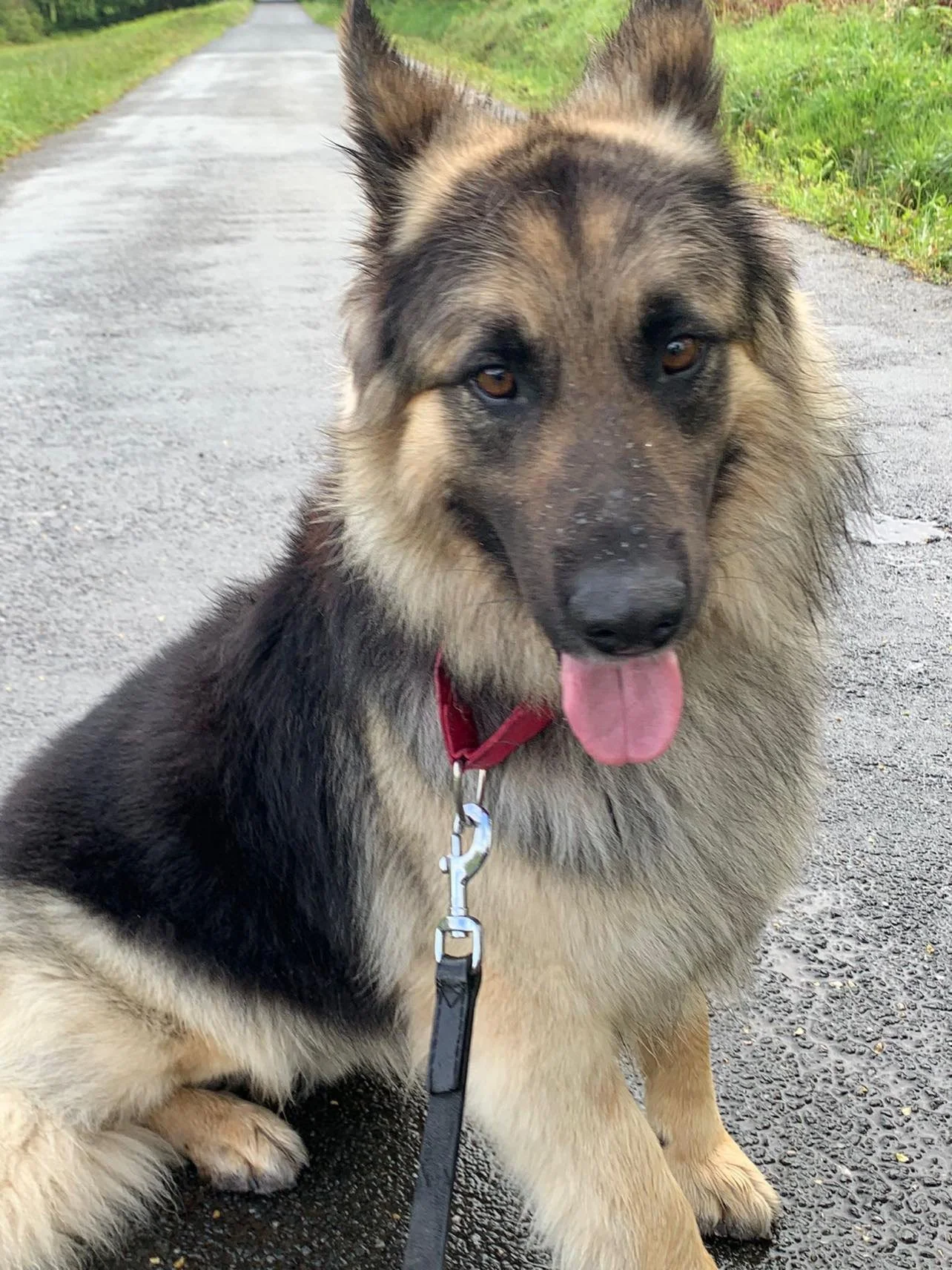 Long-haired German Shepherd dog on a leash sitting on a wet road with grass on the side.