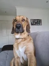 Dogs for adoption Spain, now adopted in the UK