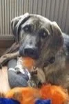 ++++++Dogs+for+adoption+Spain%2C+now+adopted+in+the+UK.jpg