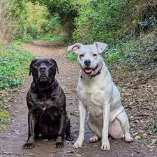 Dogs for adoption Spain, now adopted in the UK