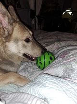 Dogs for adoption Spain, now adopted in the UK