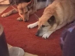 Dogs for adoption Spain, now adopted in the UK