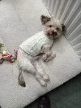 Dogs for adoption Spain, adopted in the UK