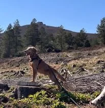 Dogs for adoption Spain, now adopted in the UK