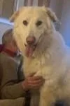 Reagan++adopted+rescue+dog+from+Spain+with+Spanish+Happy+Tails+Rescue+UK.jpg