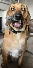 Dogs for adoption Spain, now adopted in the UK