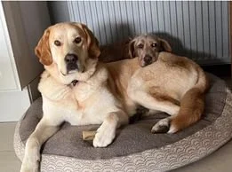 Dogs for adoption Spain, now adopted in the UK