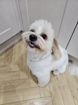 Dogs for adoption Spain, now adopted in the UK