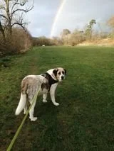 Dogs for adoption Spain, now adopted in the UK
