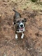 Diva+Dogs+for+adoption+Spain%2C+now+adopted+in+the+UK.jpg