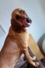 Dogs for adoption Spain, now adopted in the UK