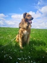 Dogs for adoption Spain, now adopted in the UK