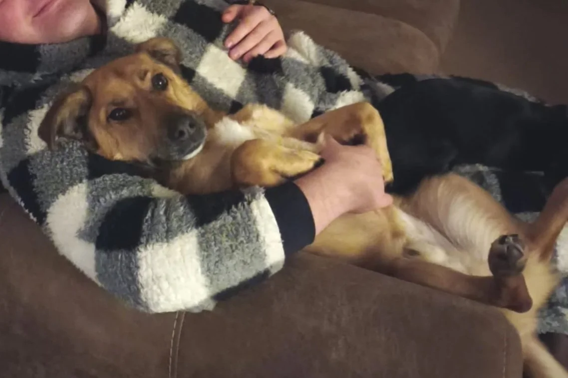 Photo of Spanish rescue dog adopted from Spain to the UK, Spanish rescue dog lying in owner's arms. Adopt a dog from Spain, Spain rescue dogs, Spanish dog rescue UK