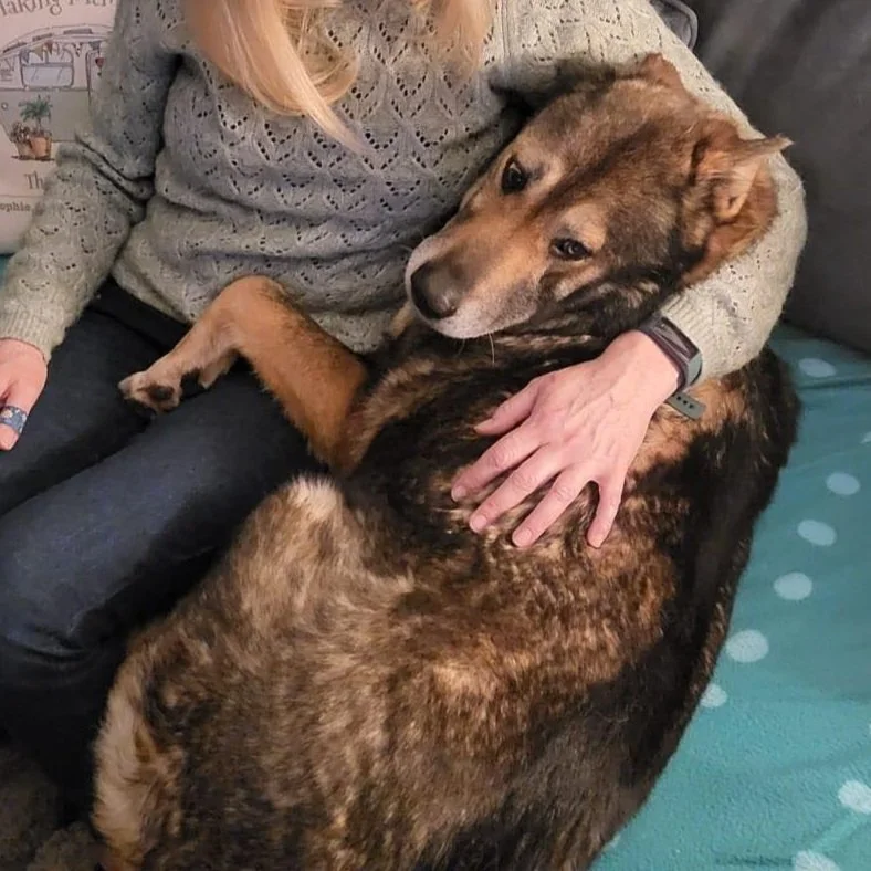 Photo of spanish rescue dog buddy being cuddled on the sofa. Adopt a dog from Spain, Spain rescue dogs, Spanish dog rescue UK