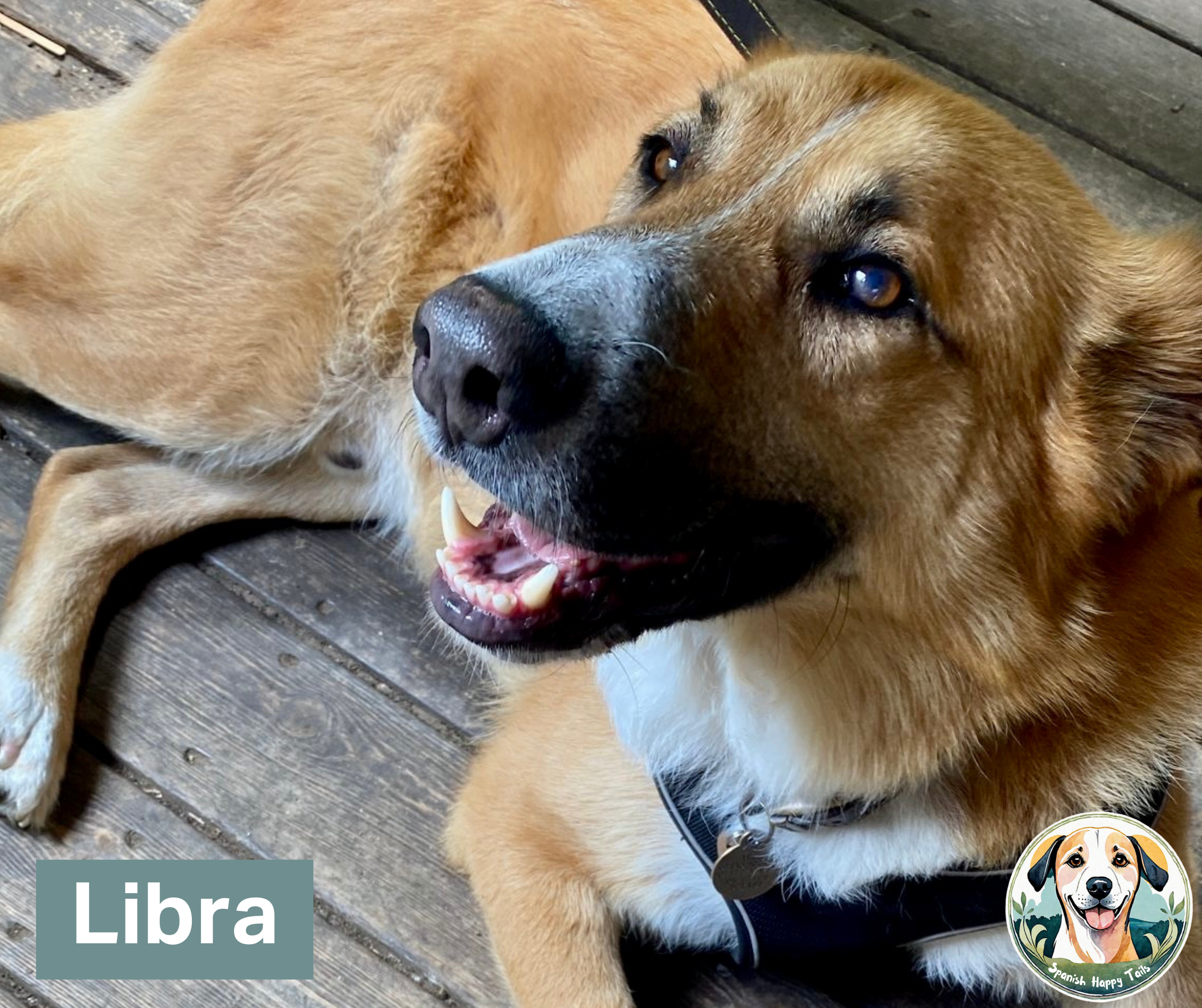 Adoption update-Libra