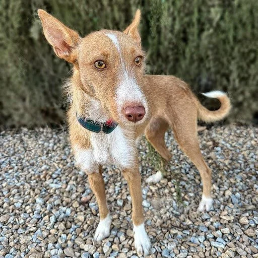 Photo of podenco andaluz, adopt a dog from Spain, spanish dog rescue uk, spanish rescue dogs